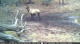 Dancing Elk, Bull in Rut #4 of 6