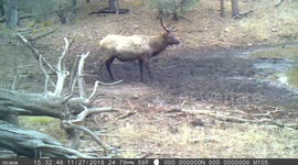 Dancing Elk, Bull in Rut #5 of 6