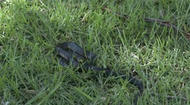 A baleful eye – face-to-face with a deadly Australian Tiger Snake