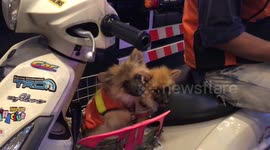 Moped taxi driver in Thailand brings his puppies to ride along with him while he works