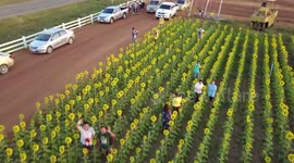 Incredible aerial views of sunflower super bloom in Thailand