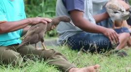 Shocking duck-race training in West Sumatra