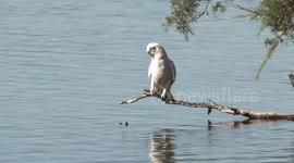 Cheeky Corellas (White Cockatoos) perching and drinking from a lake