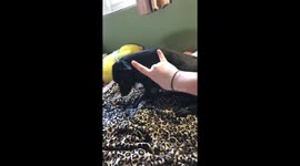 Dog is scared of rock and roll sign