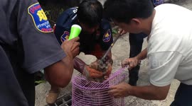 Monkey rescued after getting electrocuted while raiding homes in search for food