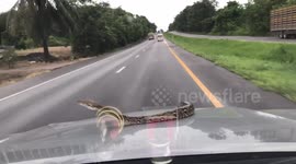 Terrifying moment python crawls onto bonnet of moving car