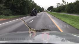 Terrifying moment python crawls onto bonnet of moving car
