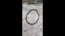 Hundreds of caterpillars move strangely