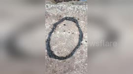 Hundreds of black caterpillars make strange writhing circle formation
