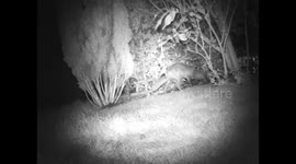 Isle of Wight Badger digging fresh laid turf