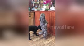Dog dances the ‘Cha-cha-cha’ to get treats