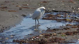 Snowy Egret Crowninshield Island