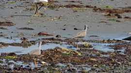 Sandpipers Crowninshield Island Marblehead Massachusetts