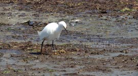 Snowy Egret Crowninshield Island Marblehead Massachusetts