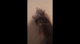 Cat plays fetch