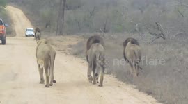 Following 5 Male Lions Walking Down the Road
