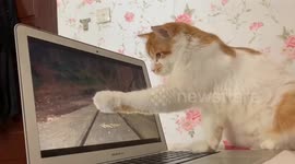 Kitten fascinated by birds flitting about on computer screen
