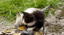 Little kittens fighting