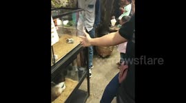 Hilarious hamster plays dead after getting 'shot'