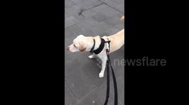 Confused labrador barks at dog painting on wall