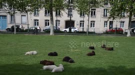 This park in Paris uses sheep instead of lawnmowers