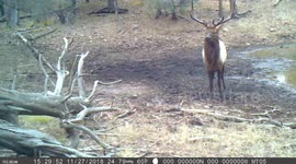 'Dancing' bull elk filmed hopping around watering hole in Arizona forest
