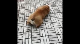 Darla trying to scratch her back