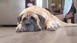 Large English Mastiff hears the Ice Cream Truck