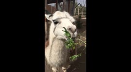 Llama chewing with manners