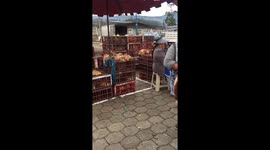 Do you Eat Chicken?