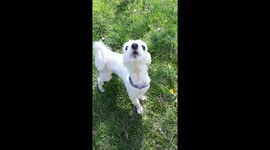 A puppy singing