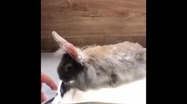'Bunnies are fun to be with' Rabbit groomer helps fluffy friend get styled up