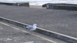 Seagull struggling to take off during storm Hannah