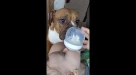 Baby laughing hysterically at bulldog