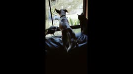 Magpie Looks Out Of Window With Dogs