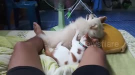 Cat gives doggy friend a massage