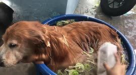 Golden Retriever Cools Off In Pool Of Cucumber