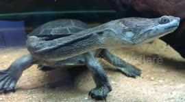 Bizarre turtle with 'snake-like' neck stretches around looking for prey