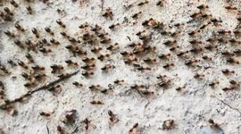 Huge 20-metre termite train weaves across the ground in Thailand