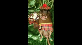 Scottish rat learns to play the bagpipes (sort of)