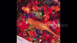 That's not a toy! Bearded dragon seen perched on plushy pile at Thai market