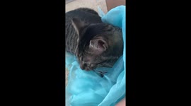 Cat Fights for Fabric