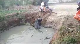 Mother and baby elephant rescued from abandoned well in India