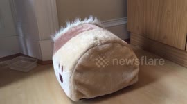 Yorkshire Terrier makes bed
