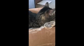 Cat Plays in Box