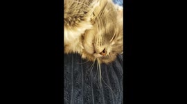 Hungry feline spends catnap dreaming of snacks