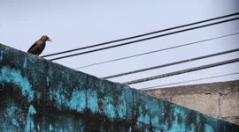 Un grupo de aves silvestres se alimentan en los suburbios de Guatemala