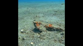 Bat fish doing bat fish things
