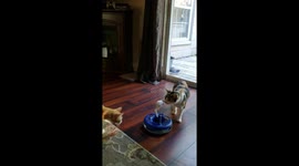 New Cat Toy Has the Cats Curious