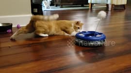 Hilarious moment cat tries and FAILS to get a ball out of its toy